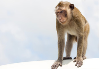 monkey sit and looks in front of