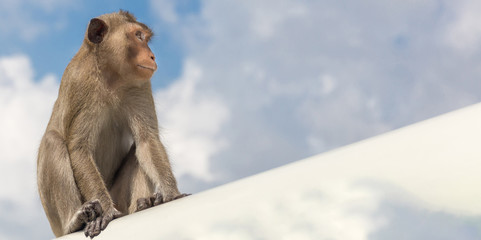 monkey sit and looks in front of and up