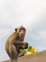 monkey sit and eating