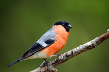 The bullfinch, common bullfinch or Eurasian bullfinch ( Pyrrhula pyrrhula) sitting on the branch with green background. Passerine in the rain with drops of water on the wings. - obrazy, fototapety, plakaty