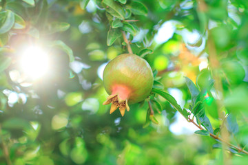 Grenade grandissant sur un grenadier à la lumière du soleil