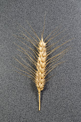 Close up view of a golden ripe whear ear on a grey table