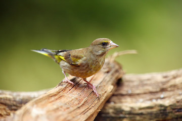 The European greenfinch, or just greenfinch (Chloris chloris),sitting on the branch. Male greenfinch in the forest.