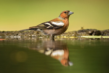 Obraz na płótnie Canvas Common Chaffinch - Fringilla coelebs, beautiful colored perching bird from Old World forests.