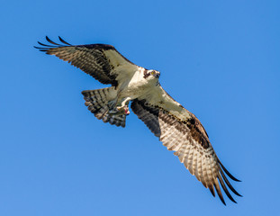 Osprey returning to nest with fish in talons 