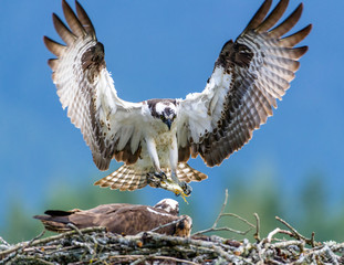 father osprey landing at nest with fish for mother osprey and chick