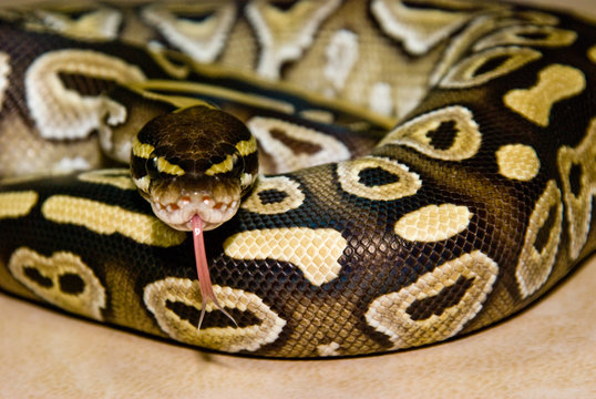 Mojave Ball Python