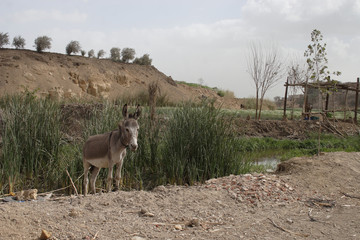Fields and water stream landscape