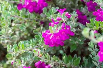 Flower Bush (Barometer Brush)