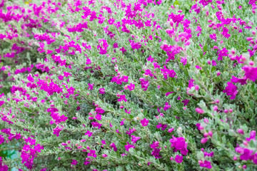 Flower Bush (Barometer Brush)