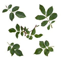 Green rose leaves isolated on white