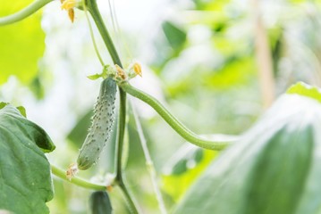 Cucumber vegetable in greenhouse. Cucumber plant.