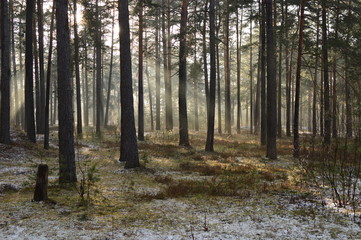 first snow in forest