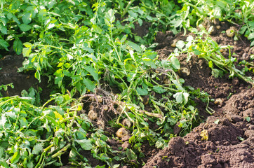 fresh young yellow potatoes in the field close-up, agriculture, farming, seasonal work, vegetables, environmentally friendly product, good harvest.