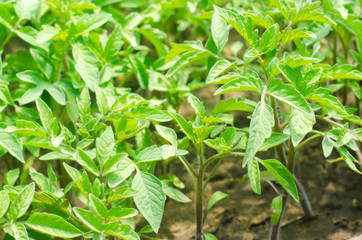 young green seedlings of tomatoes, ready for transplant in the field, farming, agriculture, vegetables, eco-friendly agricultural products, agroindustry, close-up