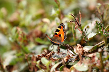 Close up of a single Small Tortoiseshell butterfly Aglais urticae, a pretty medium sized garden visitor