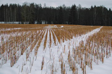 wheatfield in winter