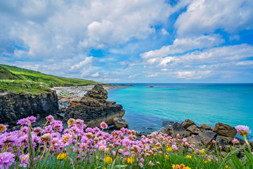 Obraz premium Różowe kwiaty na wybrzeżu morza