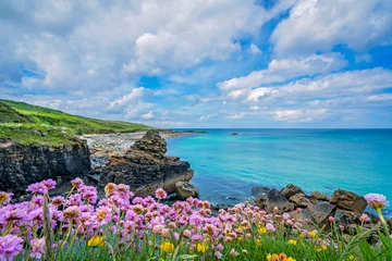 Peel and stick wall murals Flowers Pink sea thrift flowers on the sea coast