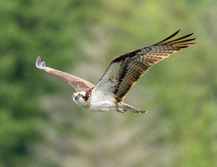 Osprey flying past looking at camera. Pitt Lank, B.C.