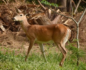 Flies on deer's face