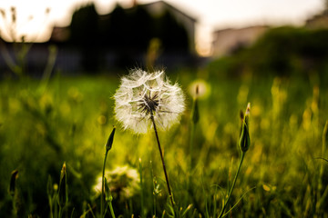 Dmuchawiec © andsko