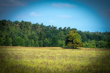 The Tree © Ben.Photoholic