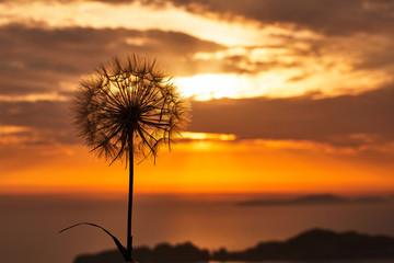Dandelion flower on sunset background