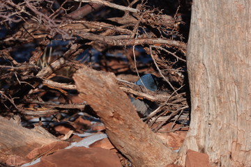 Scenics of Grand Canyon National Park