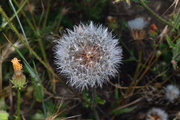 dandelion, flower, nature, plant, green, grass, summer, seed, white, spring, flora, seeds, blowball, macro, weed, flowers, wind, meadow, blossom, fluffy, garden, stem, growth