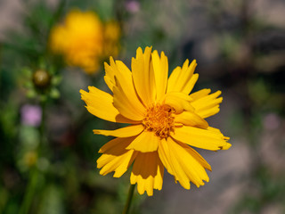 Beautiful floral background of yellow coreopsis flower outdoor.