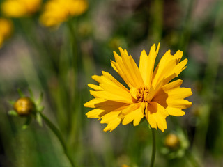 Close up of Coreopsis drummondii , Gloden Wave Blooming Outdoors
