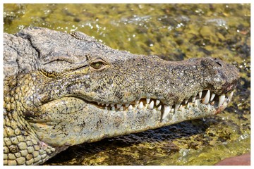 Nile crocodile