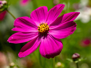 Pink summer cosmos flower - in Latin Cosmos Bipinnatus - at the summer meadow, selective focus at the Cosmos flower.