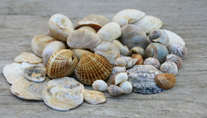 tas de coquillages de plage,isolé dur fond bois