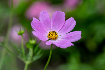 Pink summer cosmos flower - in Latin Cosmos Bipinnatus - at the summer meadow, selective focus at the Cosmos flower.