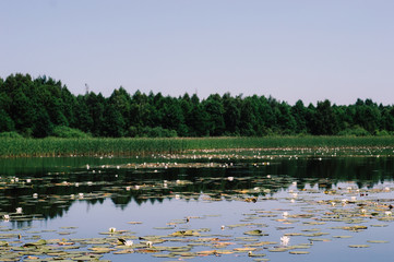 water lilies on the lake