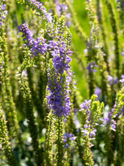 Purple Flowers Veronica. The flowers grow in the field. Veronica spicata.
