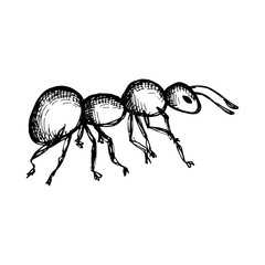 ant insect vector. Isolated on white background