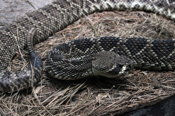 Rattlesnake on dry grass