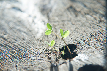 Kleblatt wächst aus einem abgestorbenen Holzstamm