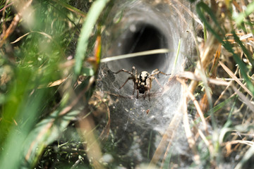 The spider © Ben.Photoholic