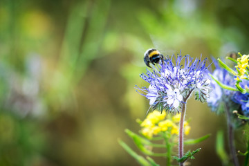 The Bee © Ben.Photoholic