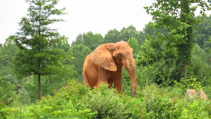 Fototapeta na wymiar Muddy Elephant