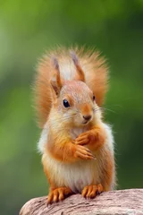 Keuken spatwand met foto De rode eekhoorn of Euraziatische rode eekhoorn (Sciurus vulgaris) zit in het Scandinavische bos. Eekhoorn in een typische omgeving. Eekhoorn met noot. © Karlos Lomsky