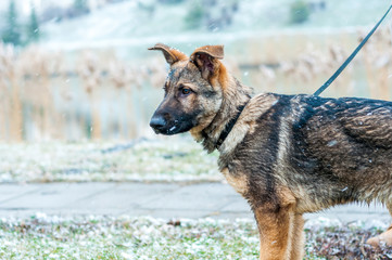German shepherd puppy on a leash at winter