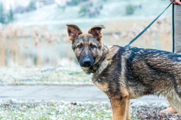 German shepherd puppy on a leash at winter