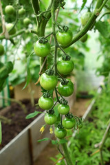 Green cherry tomatoes growing in a greenhouse