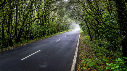 Road through the forest I