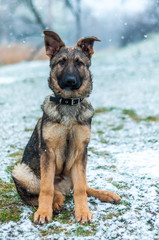 German shepherd puppy portrait at winter